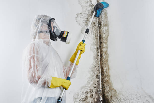 Best Black Mold Removal  in Johnsburg, IL