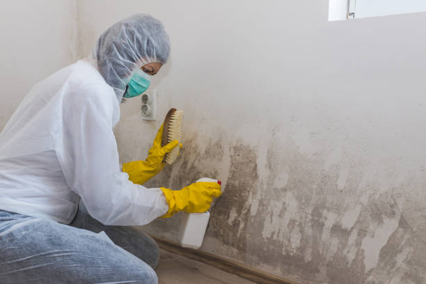 Best Commercial Mold Removal  in Johnsburg, IL
