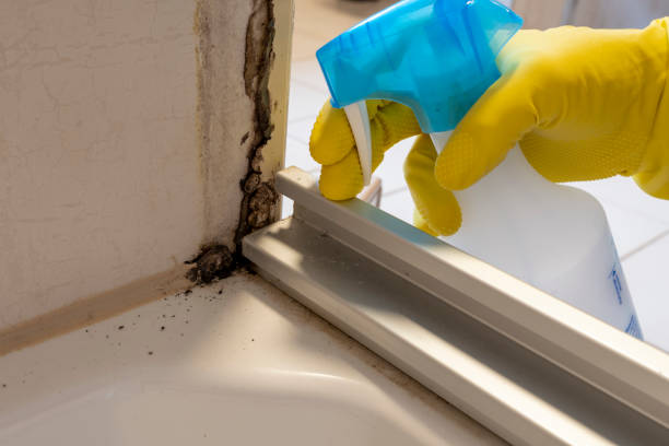 Certified Mold Removal in Johnsburg, IL