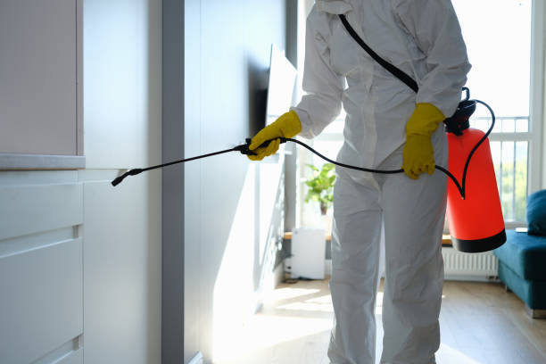 Best Affordable Mold Removal  in Johnsburg, IL