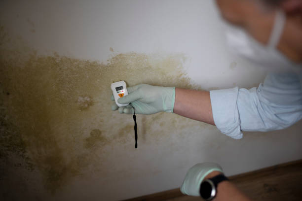 Best Residential Mold Removal  in Johnsburg, IL