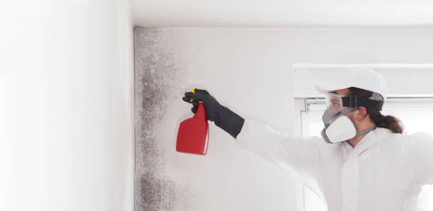 Best Crawl Space Mold Removal  in Johnsburg, IL