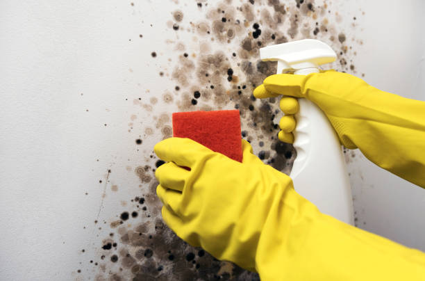 Attic Mold Removal in Johnsburg, IL