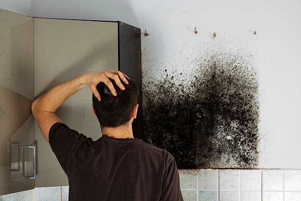 Best Local Mold Removal Service  in Johnsburg, IL