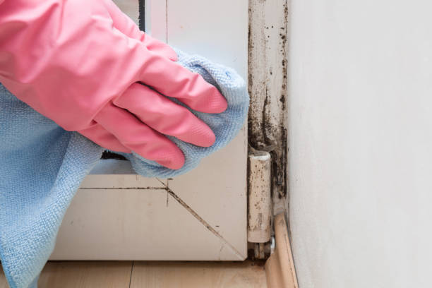 Best Mold Damage Repair  in Johnsburg, IL