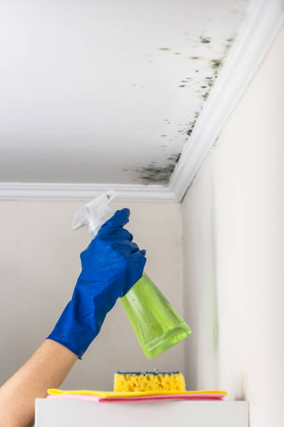 Best Attic Mold Removal  in Johnsburg, IL