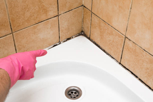 Best Crawl Space Mold Removal  in Johnsburg, IL